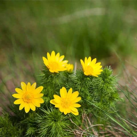 Adonisröschen (Frühlings-) - WWF Österreich