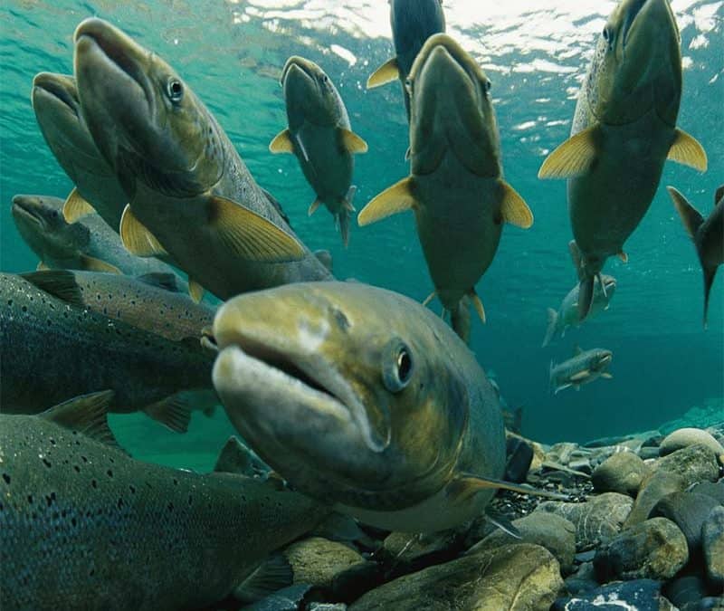 Atlantischer Lachs – Wanderer zwischen den Welten