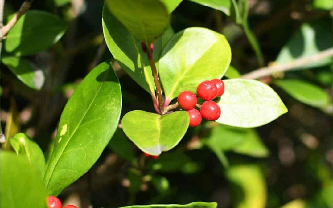 Echte Bärentraube – Blätter für die Blase