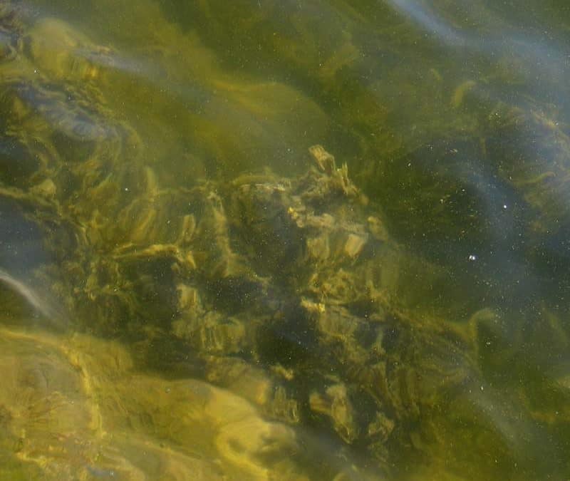 Blasentang – Prall gefüllter Mikrokosmos