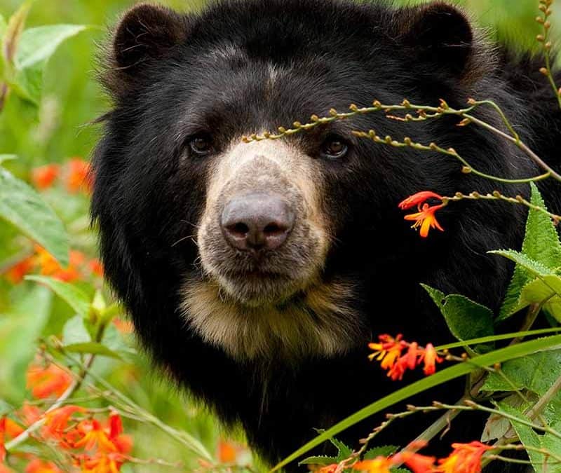 Brillenbär – der Andenbär