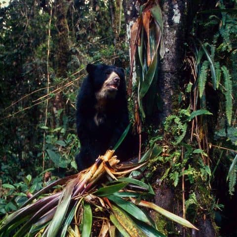 Brillenbär der Andenbär WWF Österreich