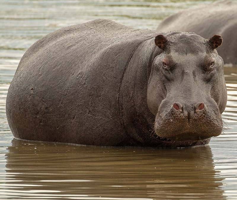 Flusspferd – nachts unterwegs in Afrika