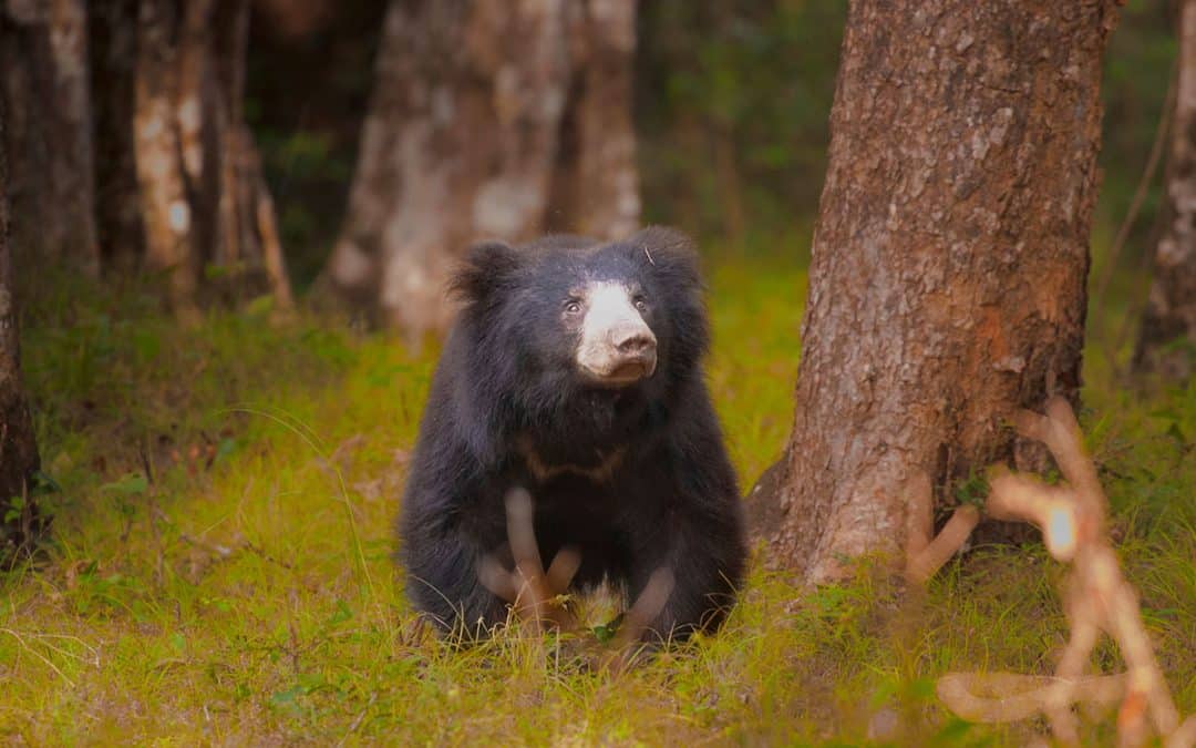 Lippenbär – Zottelpelz