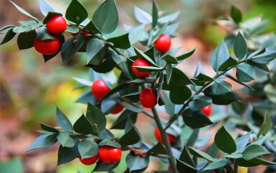 Stechender Mäusedorn – hält Mäuse und Ratten fern