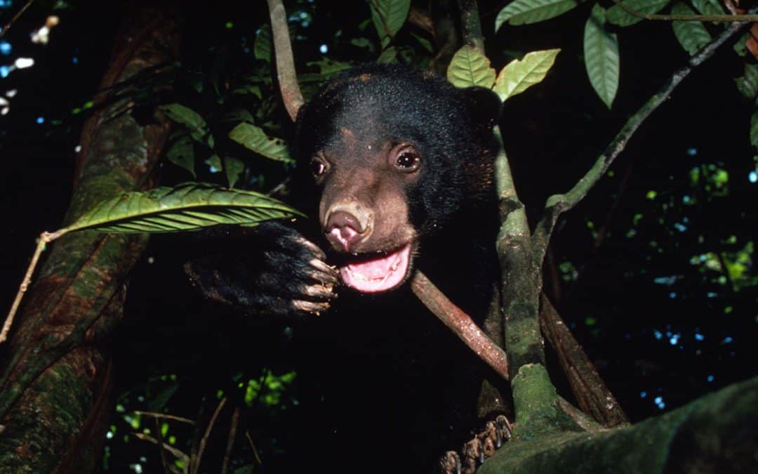 Malaienbär – düstere Zeiten für den „Sonnenbär“