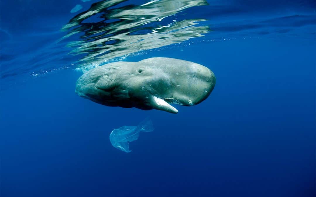 Teilnahmebedingungen Kinokarten „Patrick and the Whale“ – Gewinnspiel