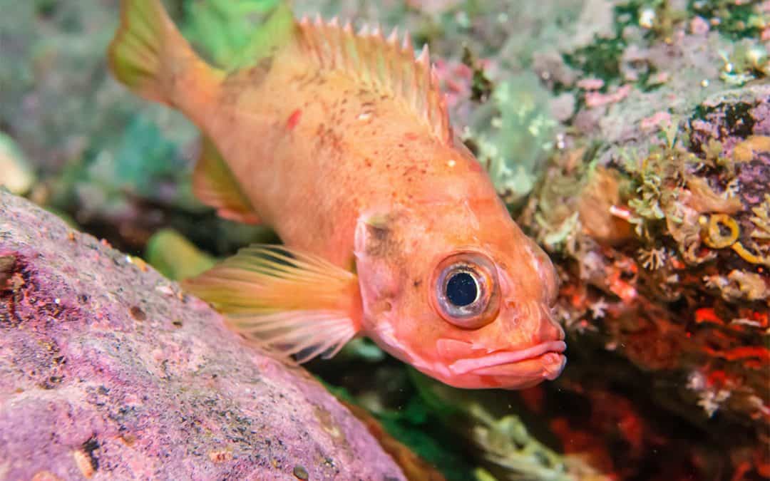 Rotbarsch – im Schwarm ins Schleppnetz