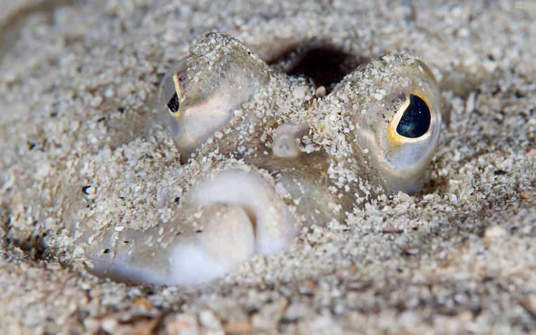 Scholle – bis zum letzten Plattfisch
