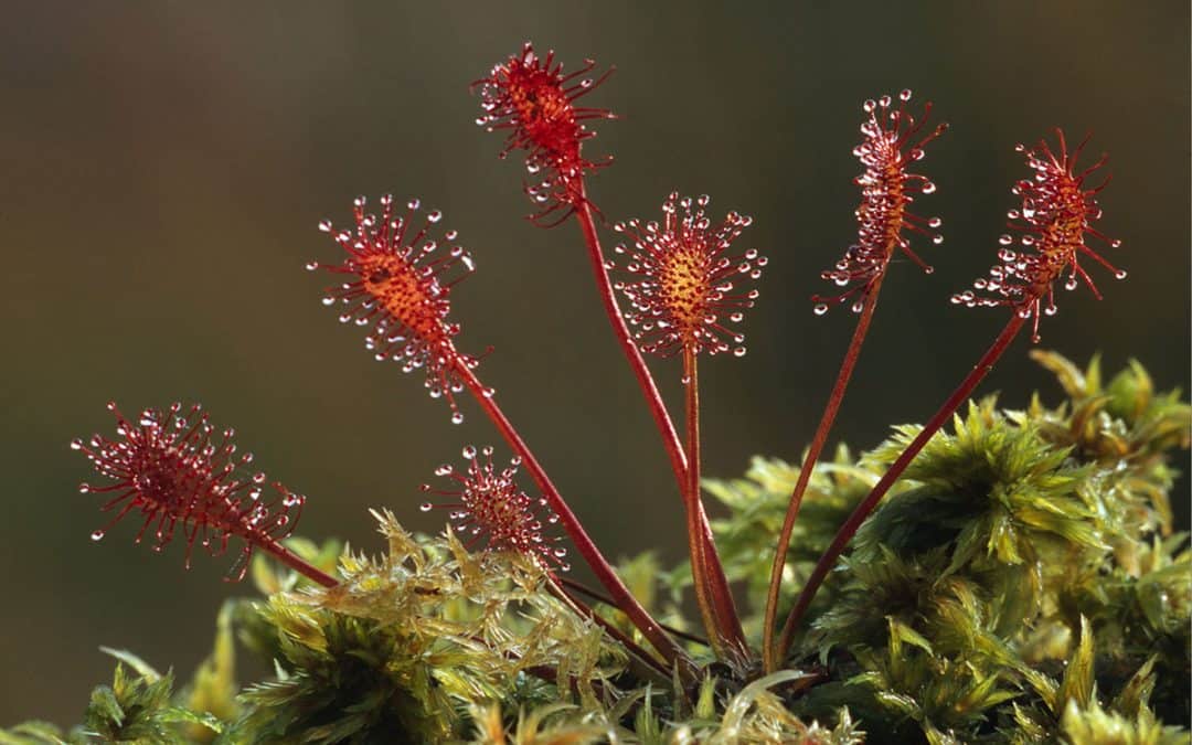 Sonnentau – grüner Fleischfresser