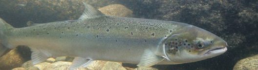 Atlantischer Lachs