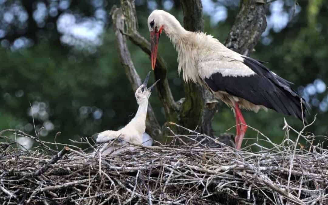 Geheimtipp: Störche jetzt besichtigen!