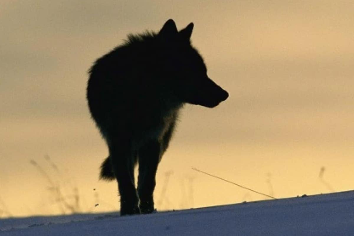Europäischer Wolf (c) Staffan Widstrand / WWF