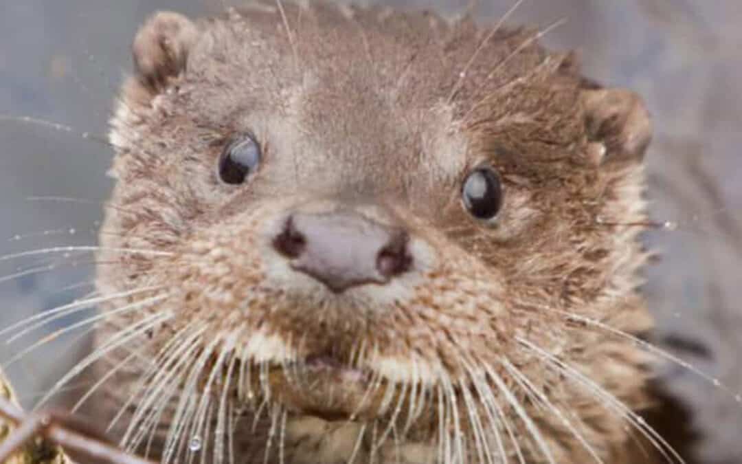 Patenschaft Österreich