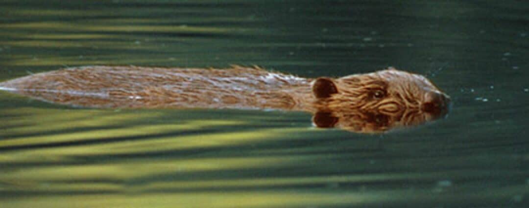 Der Biber: Österreichs umweltfreundlichster Baumeister