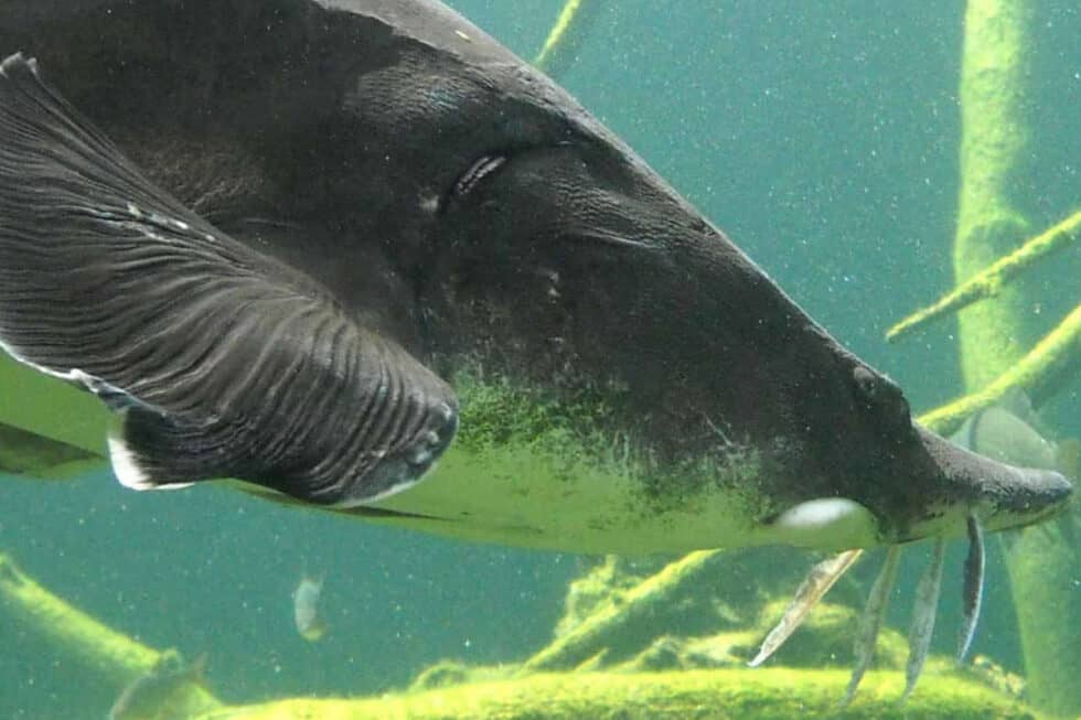 Die Störe - Eine Zukunft für die Riesen der Donau - WWF Österreich
