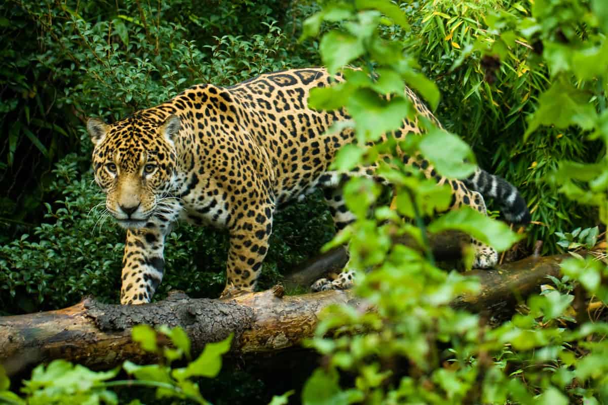 Ein Jaguar schleicht durch den Wald