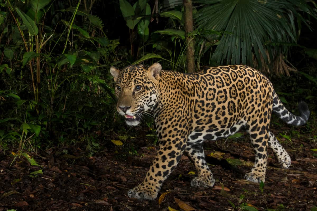 Die Wildtierkameraaufnahme eines Jaguars