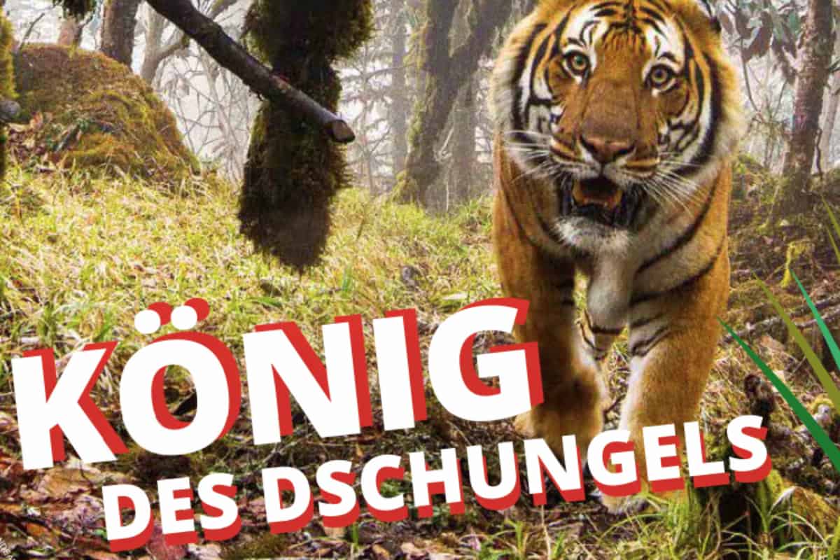 TEAMPANDAaktuell-Nov21_Tiger-König-des-Dschungels