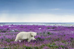 Eisbär am Festland