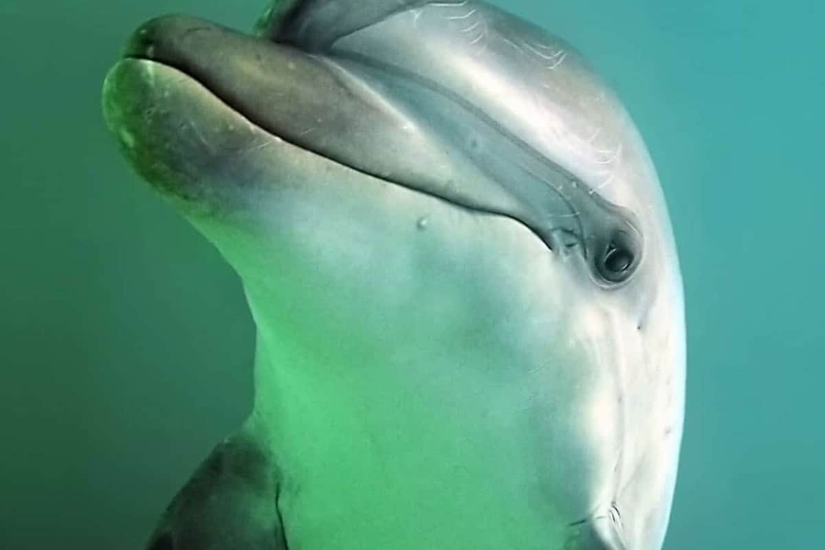 Delfin Nahaufnahme © by Andrey Nekrasov / WWF-Canon
