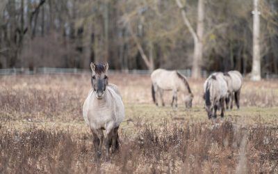 Tagung: Beweidung und Naturschutz im Auenreservat Marchegg