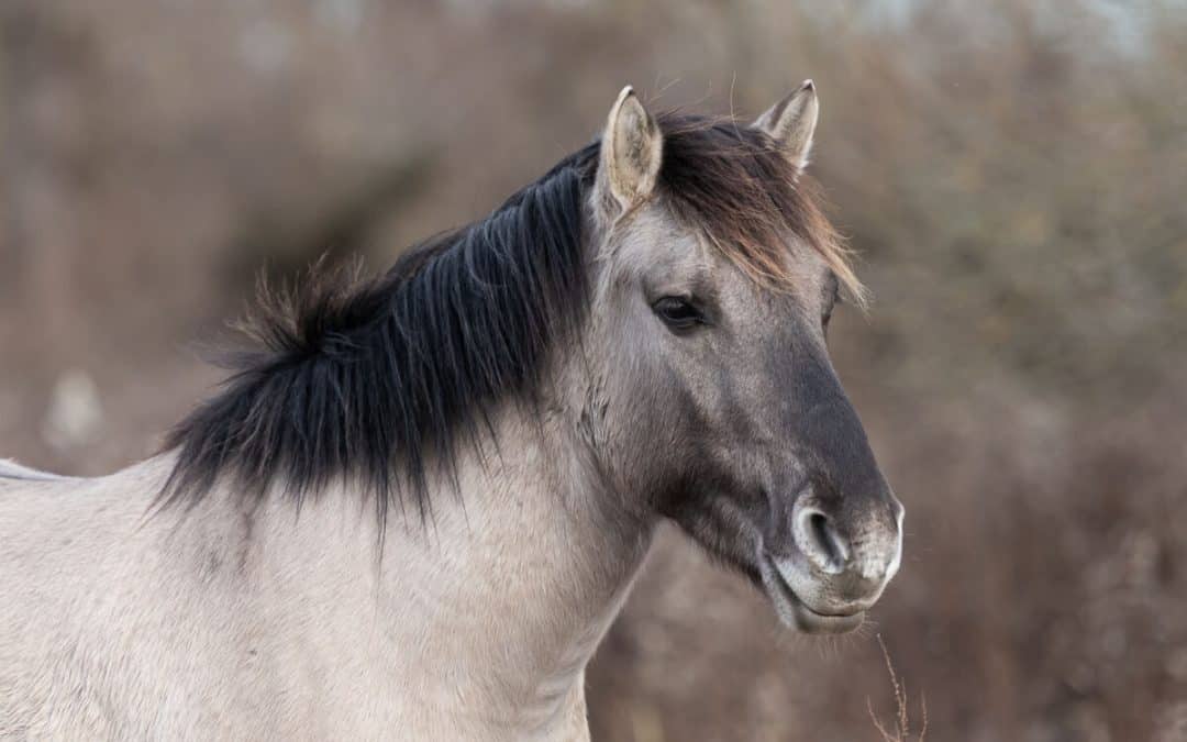 Pferdeweide Marchegg: Konik-Pferde erobern die Au