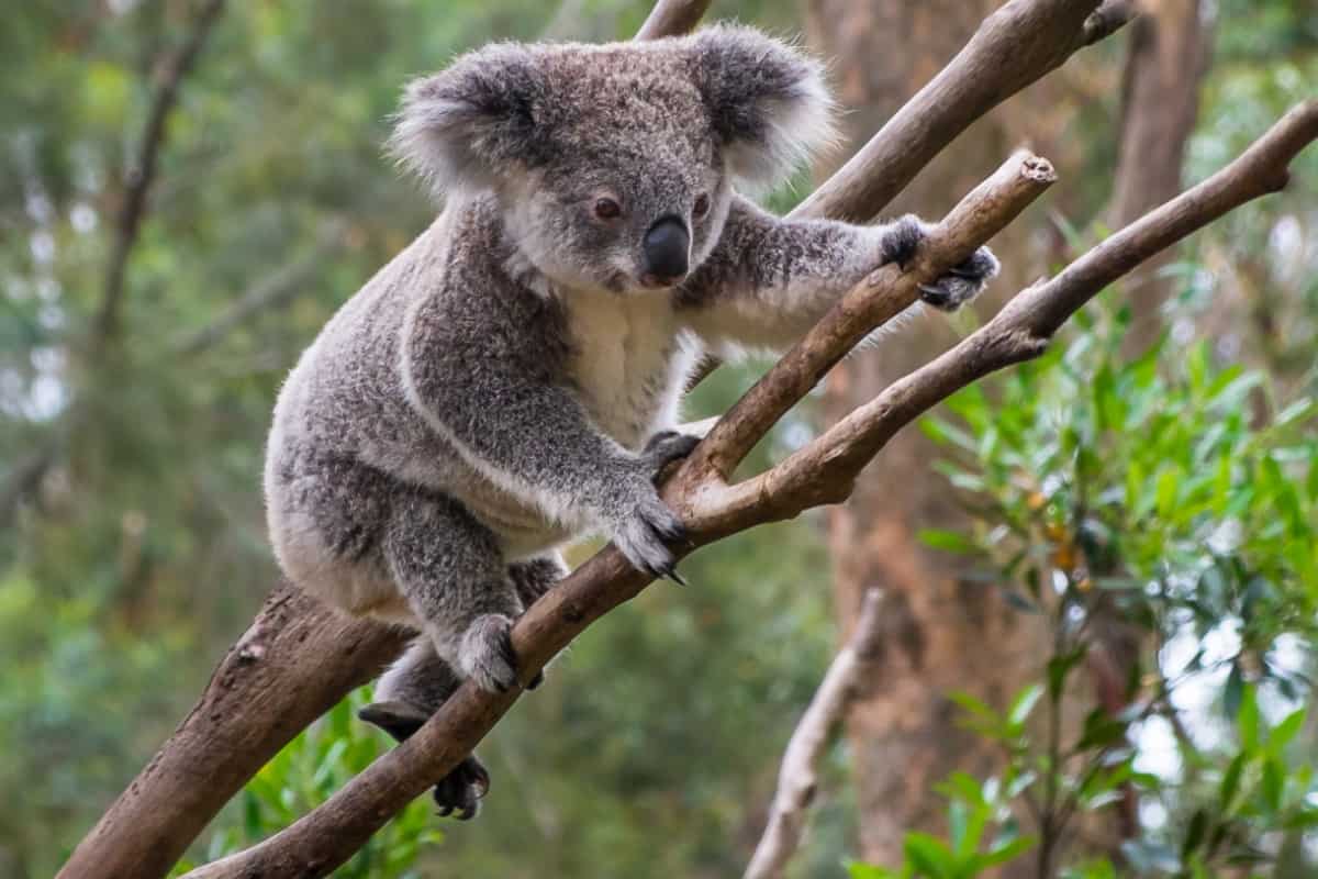 Ein kletternder Koala