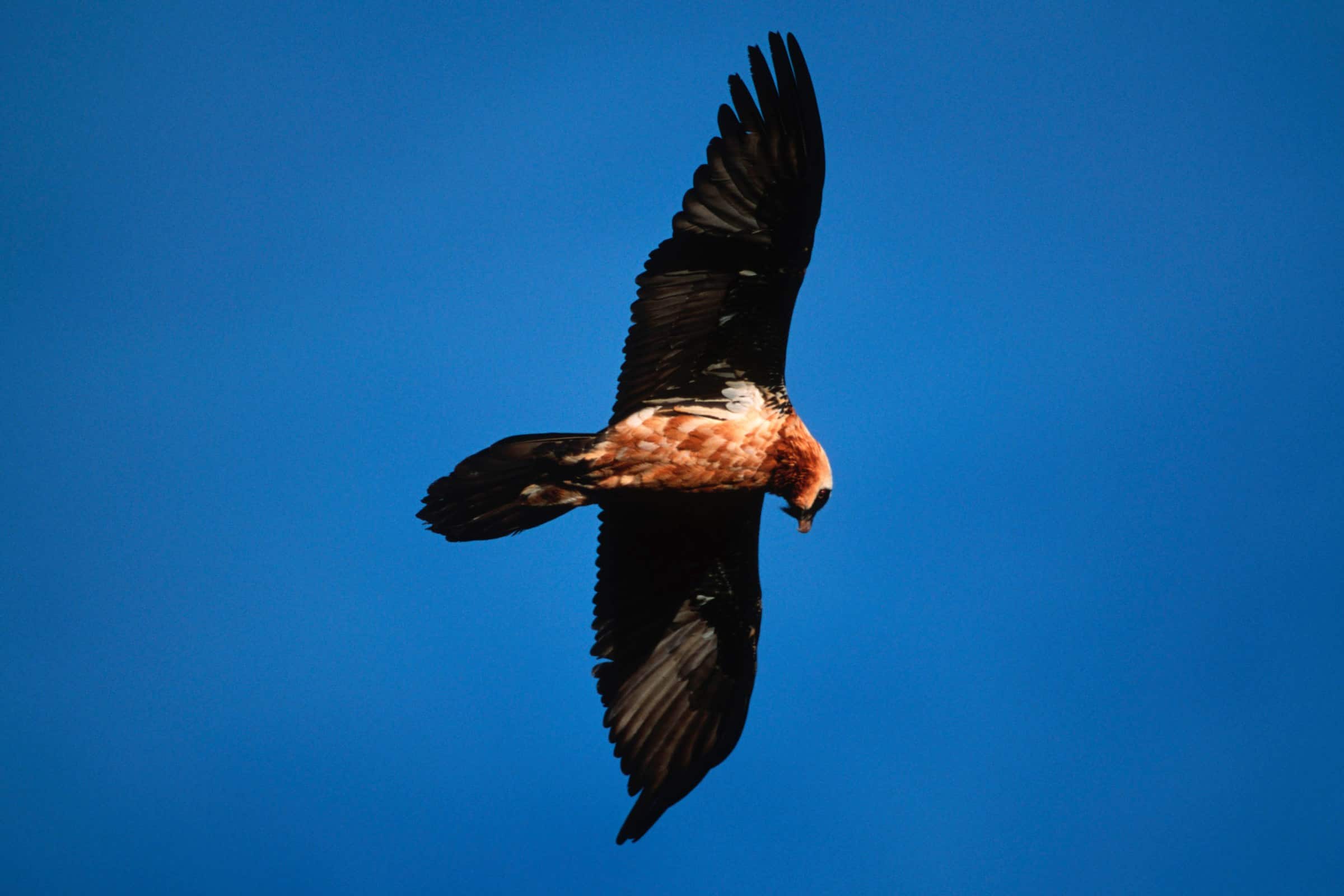 Fliegender Bartgeier(c)Martin Harvey/WWF Bartgeier fliegend im blauen Himmel