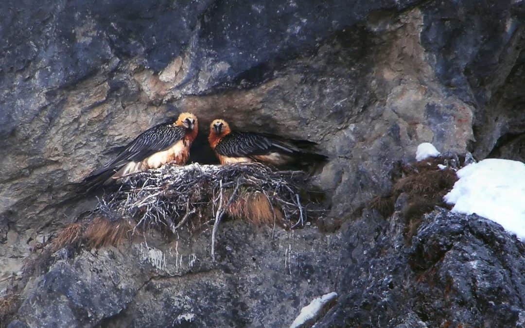 Good News: Bartgeier-Nachwuchs im Nationalpark Hohe Tauern