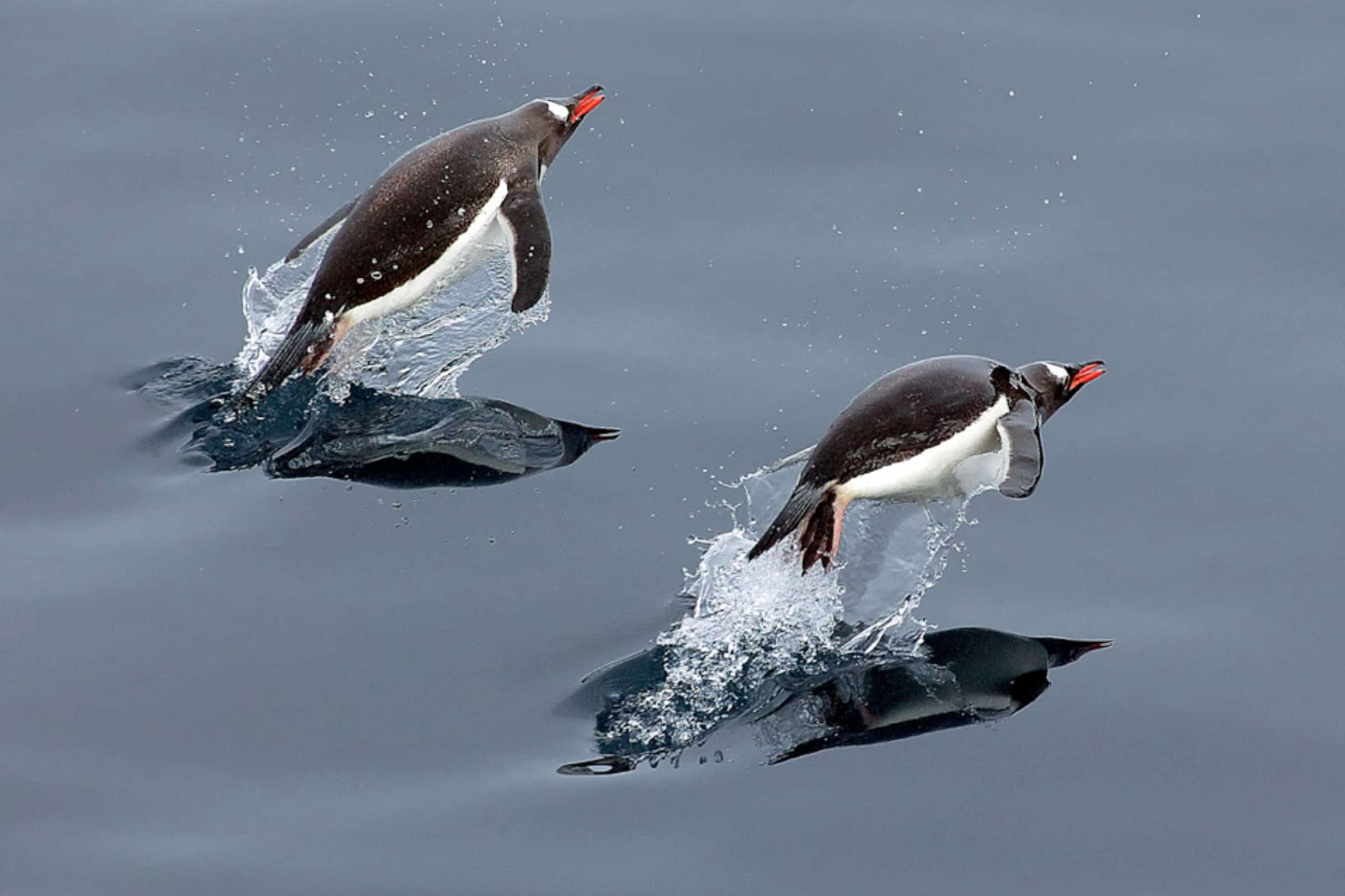Eselspinguine(c)Michael_Poliza_WWF WWF Österreich Geschäftsführerin Andrea Johanides bei der Montage einer Wildtierkamera
