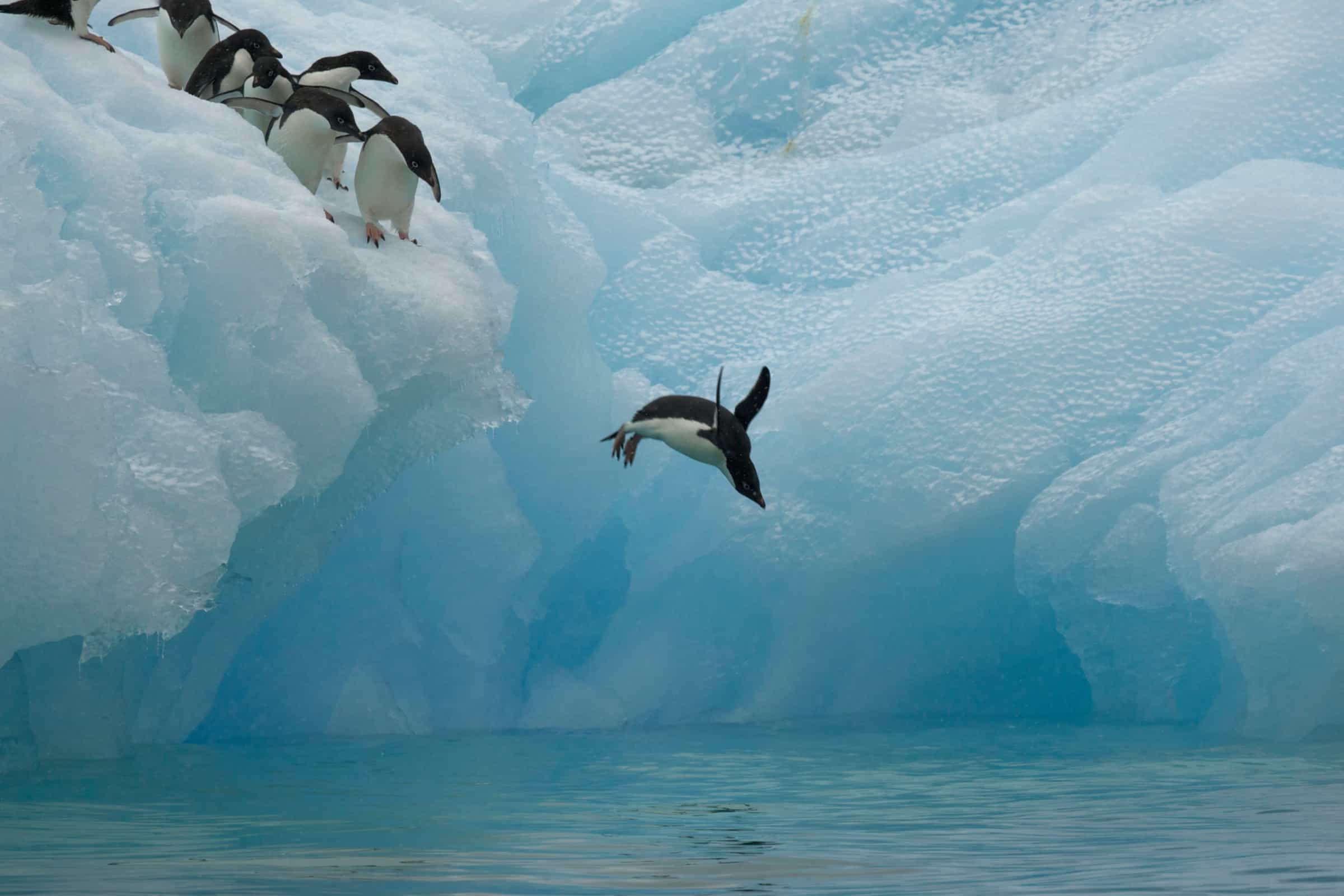 Adeliepinguine-beim-Sprung©naturepl.com_Tim Laman_WWF Autobahnknoten