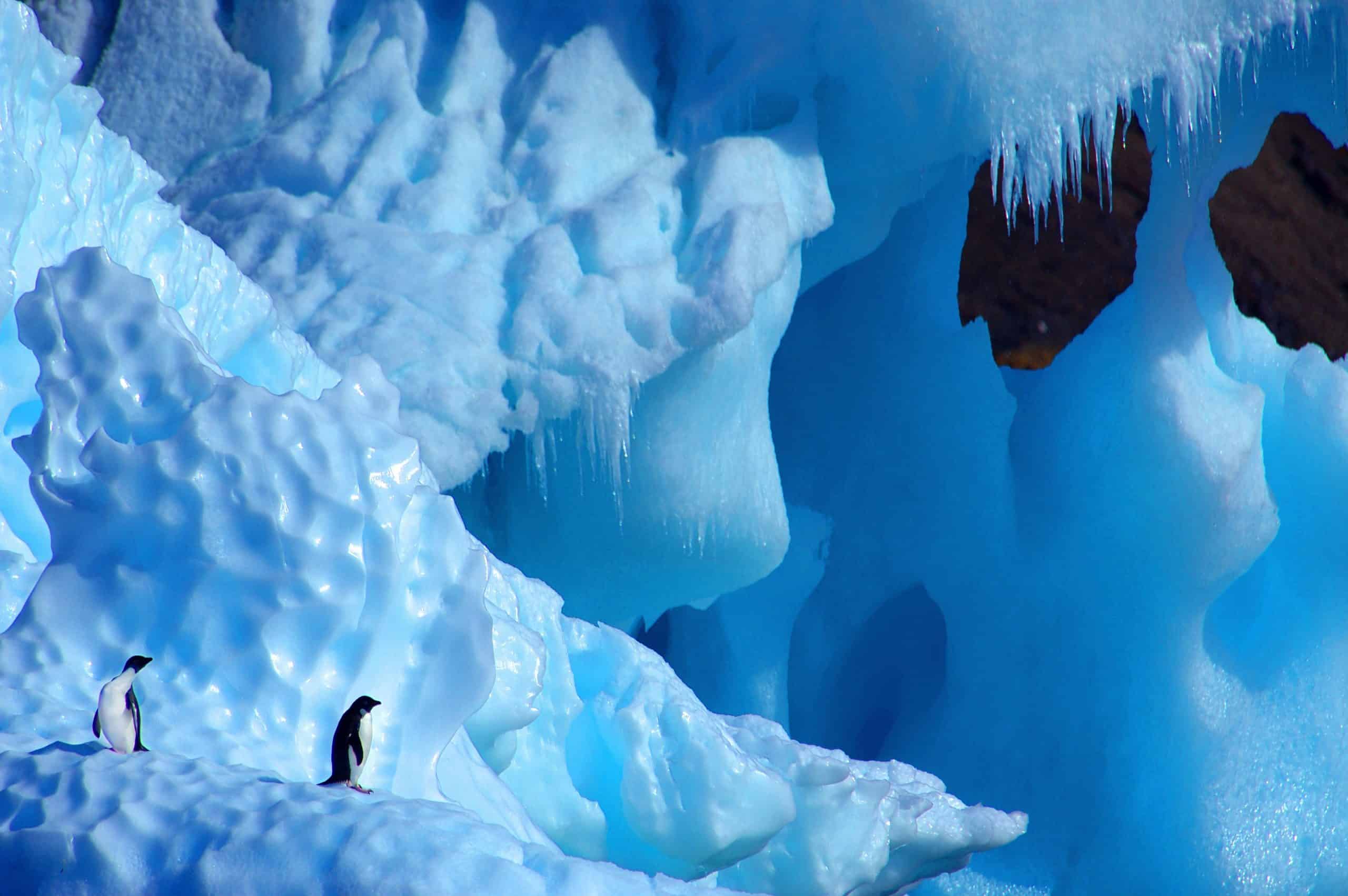 Adeliepinguine©naturepl.com_Edwin Giesbers_WWF Adelipinguine in der Antarktis