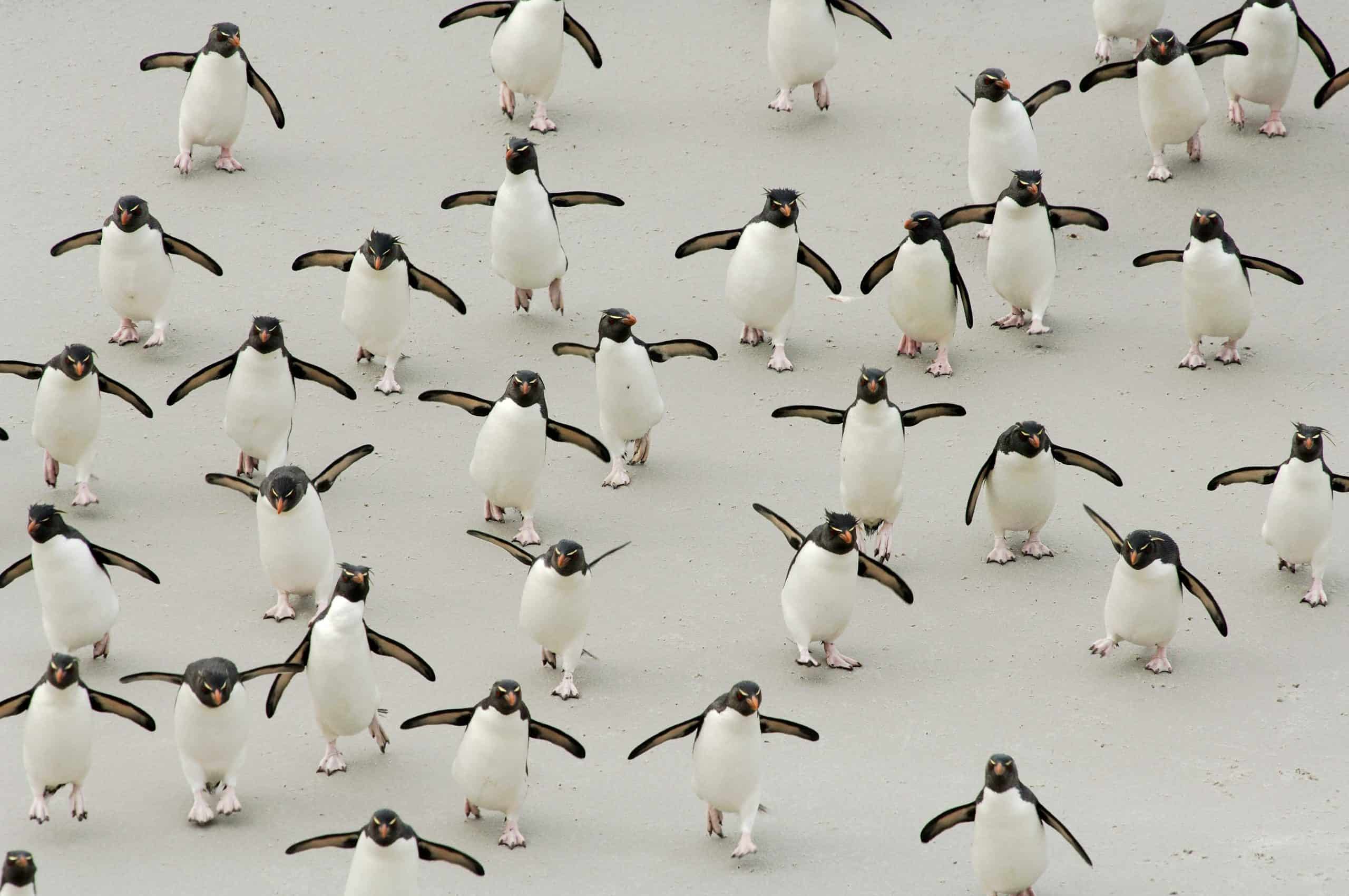 Die Tricks Der Pinguine: So Trotzen Sie Der Kälte! - Wwf Österreich