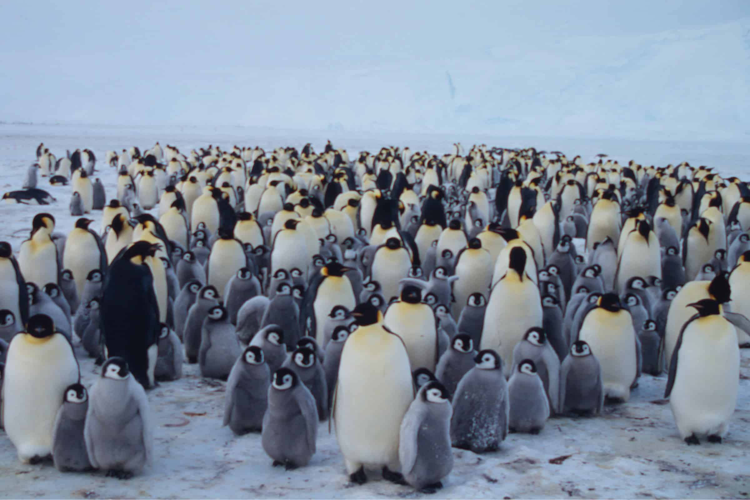 Die Tricks Der Pinguine: So Trotzen Sie Der Kälte! - Wwf Österreich