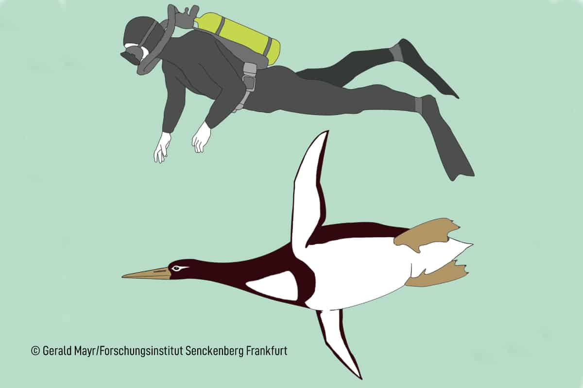Riesenpinguin-aus-der-Urzeit(c)Gerald Mayr_Forschungsinstitut-Senckenberg-Frankfurt wwf-at-walhai-2-groesste-fisch-der-welt-c-pixabay-simonesaponetto