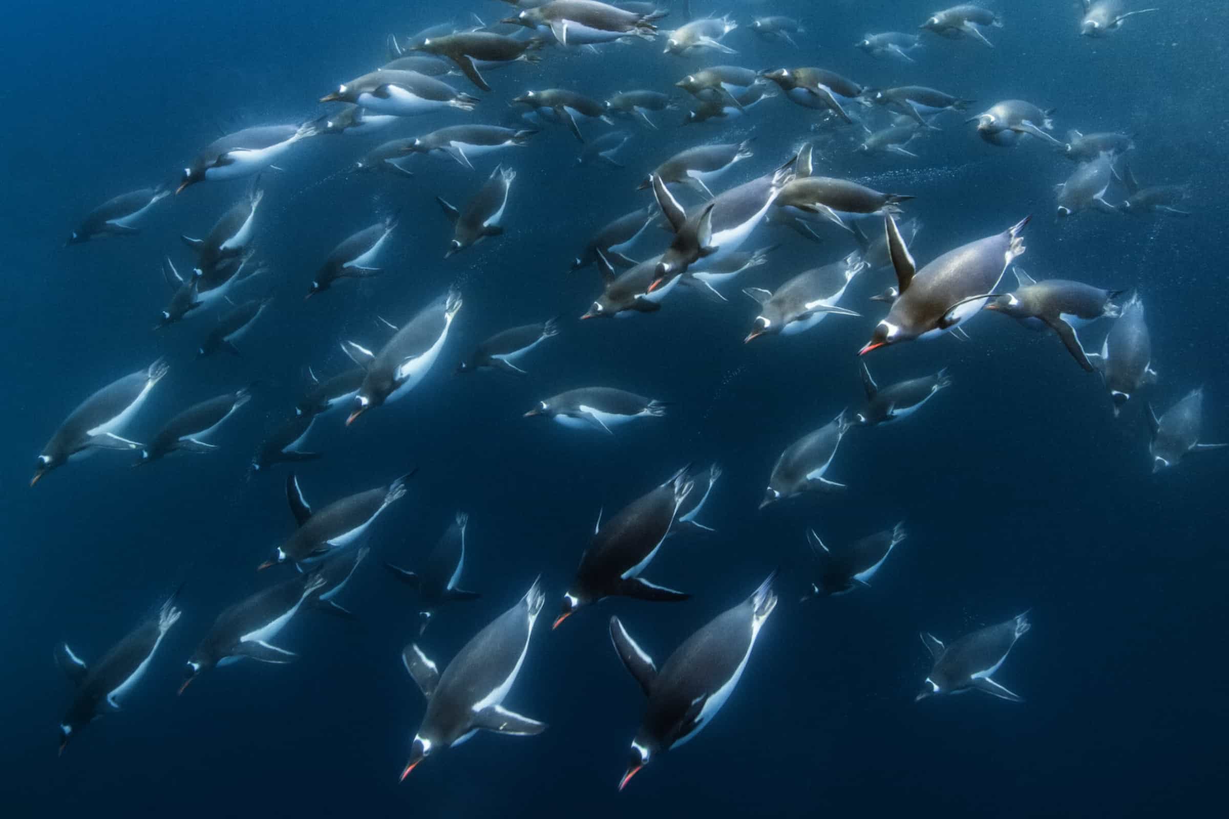 Schwimmende-tauchende-Eselspinguine©Oliver Scholey_Silverback_Netflix WWF Österreich Geschäftsführerin Andrea Johanides bei der Montage einer Wildtierkamera