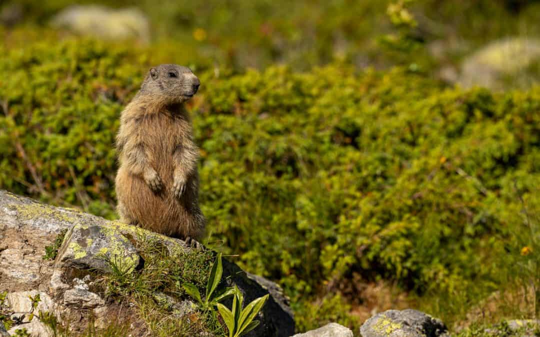 Fotostrecke: Wer durch das Kraftwerk Kaunertal seinen Lebensraum verlieren könnte