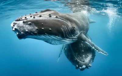 Die Delfine und Wale des Mittelmeers