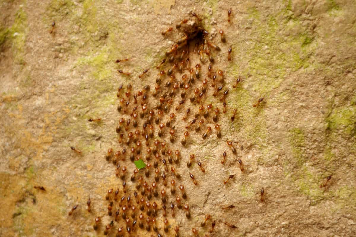Termiten in Zentralafrika