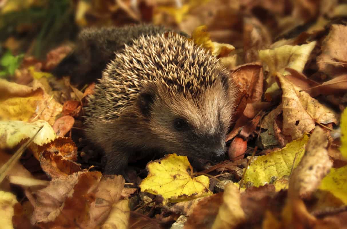 Ein Igel im Herbst (c) pixabay Igel im Herbst