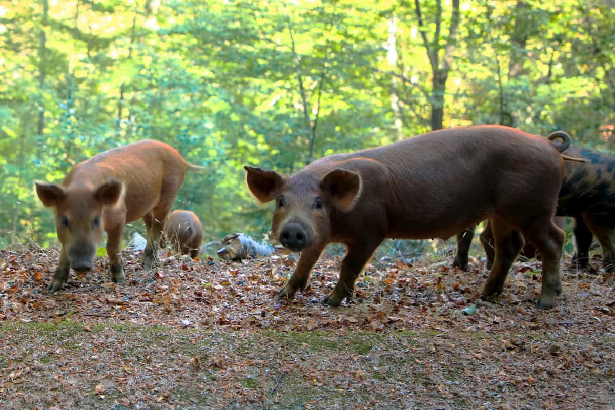 Freilaufende Schweine im Wald auf Korsika
