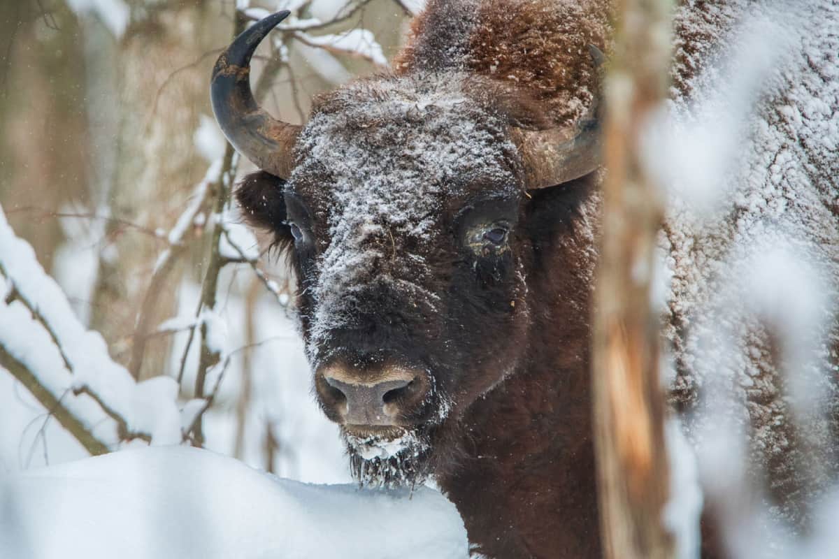 Wisent - Europäischer Bison