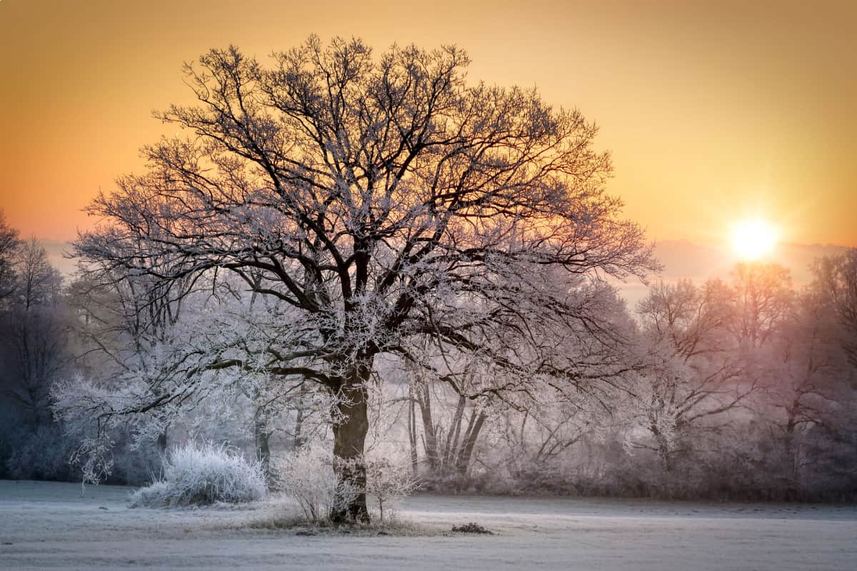 Winterlicher Baum im Sonnenlicht