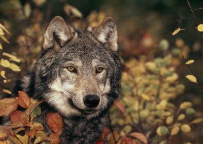 Europäischer Wolf, © by Klein & Hubert / WWF