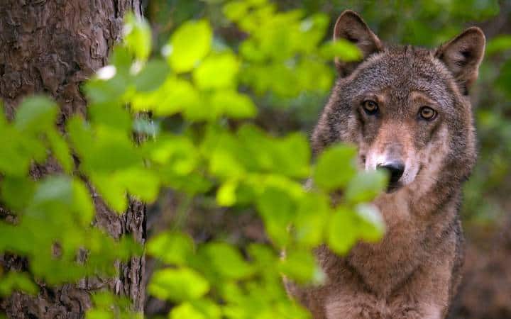 wolf-fragen-und-antworten-wolf-hinter-strauch