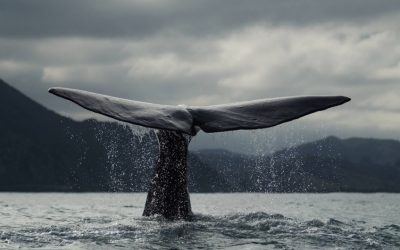 Blauwale: Giganten der Meere