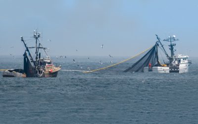Der Fischerei-Wahn: Immer größere Mengen an Fisch werden aus den Meeren geholt
