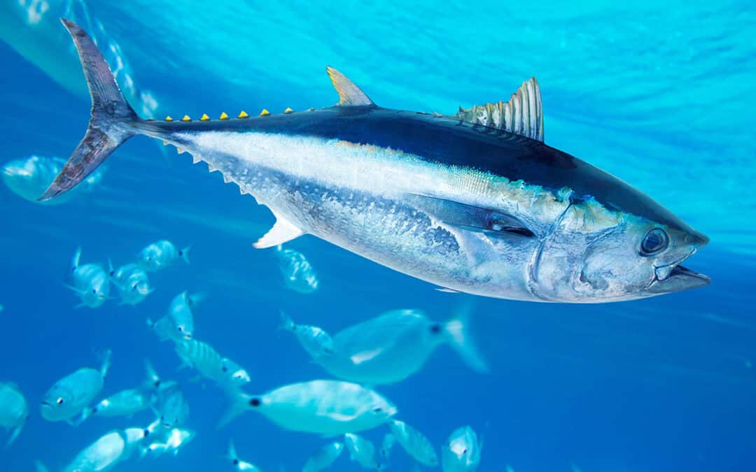 Die Lösung: Schonende Fischerei