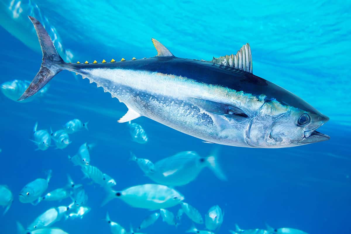Thunfisch